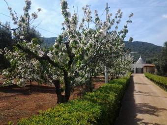 B&B La Collina Degli Ulivi