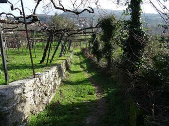 Quinta De S. Cipriano